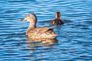 A family of ducks, a duck and its little ducklings are swimming in the water. The duck takes care of its newborn ducklings. Mallard, lat. Anas platyrhynchos