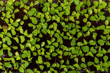 Close-up top view papaya sprouts seedling in tray.