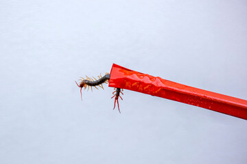 Close-up centipede in tongs dangerous insect poisonous in house garden.
