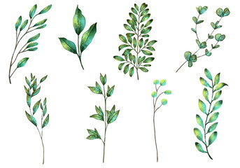 set collection of leaves with detailed colors, textures and several different colors