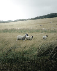 inquisitive sheep in a field