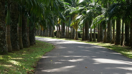 Obraz premium alley in the park, Peaceful Relax Relaxing Free Photo, Royal botanical garden in peradeniya