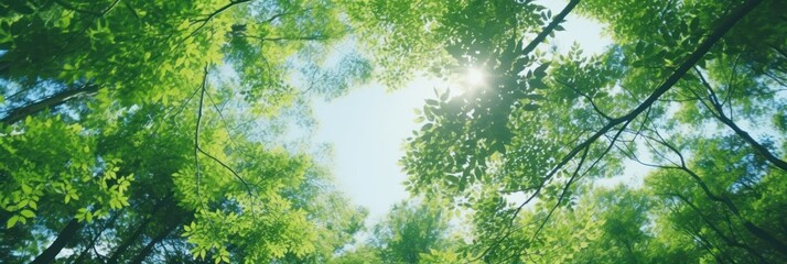 Fototapeta premium Sun shining through the trees banner and wallpaper background. Generative AI