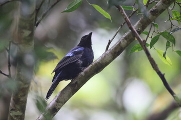The Philippine fairy-bluebird (Irena cyanogastra) is a species of bird in the family Irenidae. It is endemic to the Philippines.