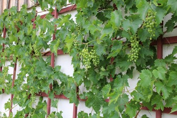weintrauben  an der hauswand