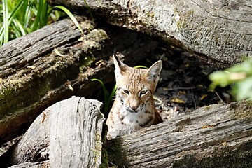 lynx © schoefolt