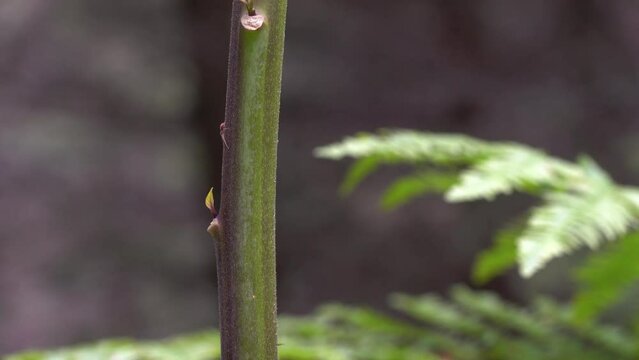 Deadly Nightshade, stem, herbaceous plant (Atropa belladonna) - (4K)