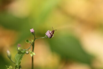 Bee flowers in the garden