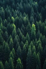 Obraz premium Misty mountain landscape. Moody forest landscape with fog and mist. Generative AI