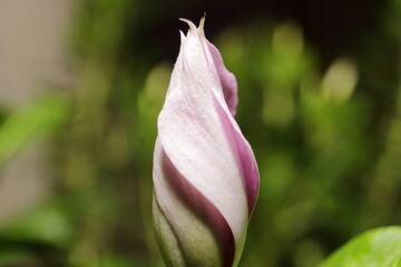 close up of pink tulip