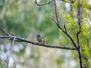 Wagtail Left Side