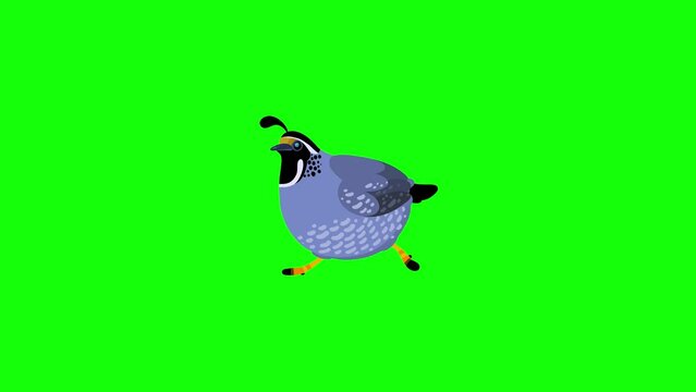 Quail bird cartoon animal animation character greenbox. Blinking eyes seamless loop walking.