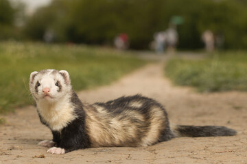 Color signs ferret on city park soil footpath posing for portrait