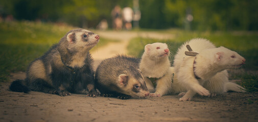 Fototapeta premium Ferrets on city park soil footpath posing for portrait