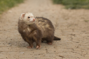 Champagne ferret on city park soil footpath posing for portrait