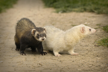 Ferrets on city park soil footpath posing for portrait