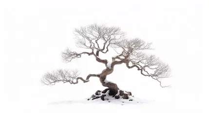 Foto op Aluminium Miniature Bonsai tree branches structure shaping, winter leafless tree isolated © PNG WORLD