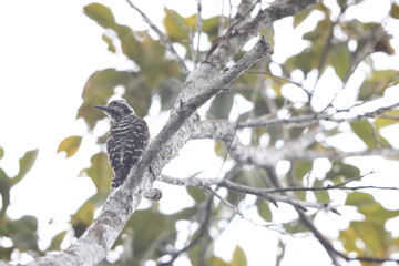 Philippine pygmy woodpecker (Yungipicus maculatus), also known as the Philippine woodpecker, is a species of bird in the woodpecker family (Picidae).