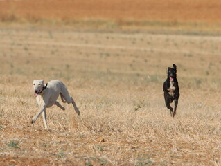 greyhound race fast dog domestic animal field hare hunting