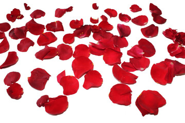 Fresh Red Roses in white background
