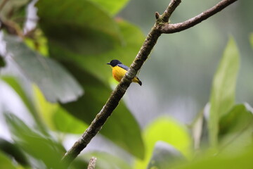 The orange-bellied flowerpecker (Dicaeum trigonostigma) is a species of bird in the family Dicaeidae. This photo was taken in Luzon island, Philippines(ssp.xanthopygium).