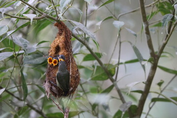 The orange-bellied flowerpecker (Dicaeum trigonostigma) is a species of bird in the family Dicaeidae. This photo was taken in Luzon island, Philippines(ssp.xanthopygium).