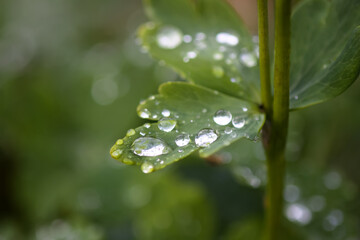 Green leaves with water drops after the rain.