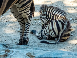 baby zebra closeup with mom