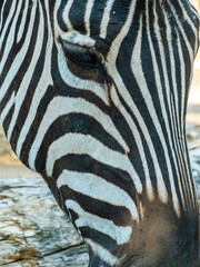 zebra stripes close up