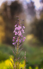 Purple flowers of Blooming Sally or Fireweed medical plants.