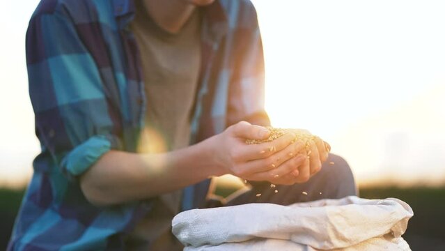 Farmer holds crop of wheat in his hands. Barley cereals in bag. Beer production. Farmer hands hold wheat seeds. Growing barley crops.Seed of cereal plants. Agriculture.Happy farmer with barley harvest