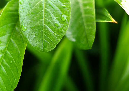 Natural fresh green guava leaves with water drops