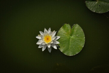 white water lily
