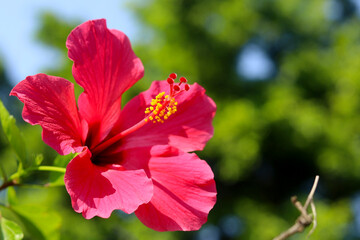 Close up of hibiscus flower in bloom in the garden - bunga kembang sepatu