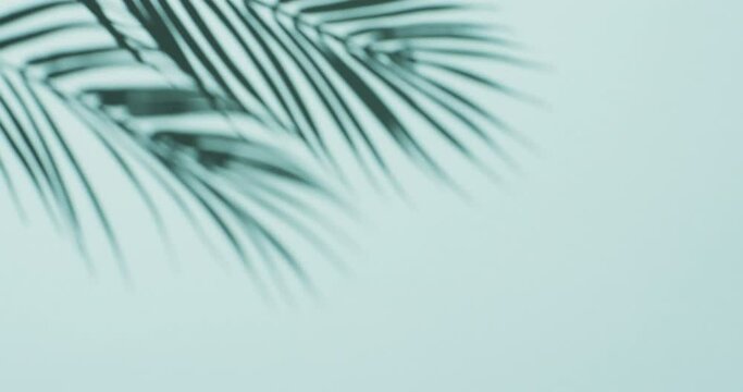 Animation of shadow of palm tree leaves moving with copy space over blue background