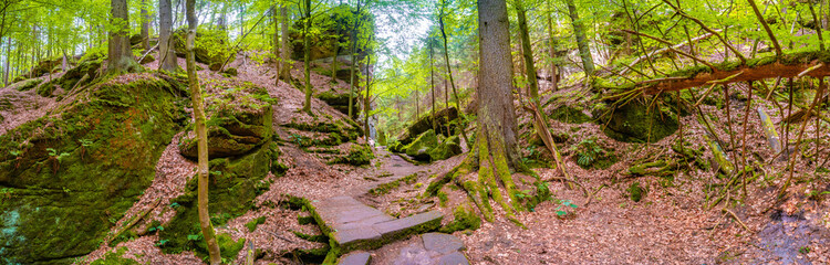 Panoramic view over magical enchanted fairytale forest with moss, lichen and fern at the hiking trail Malerweg in the national park Saxon Switzerland near Dresden, Saxony, Germany.