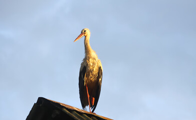 Ciconia ciconia white on the roof. Stork bird.