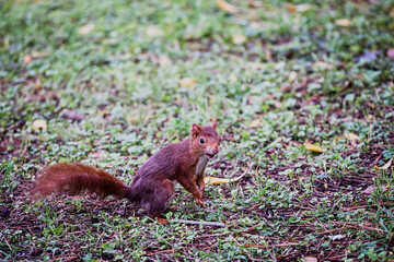 Adorable petit écureuil à l'arrêt sur la pelouse