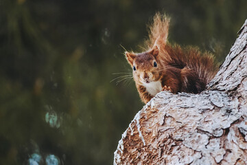 Adorable petit écureuil en train de manger dans un arbre