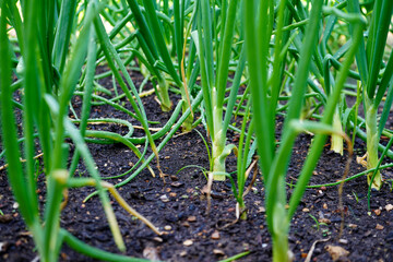 Close up of young onions growing in a allotment