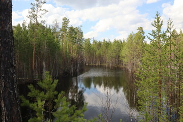 Coniferous trees, pines, deciduous trees, birches, green plants near the river in summer in Siberia, Russia