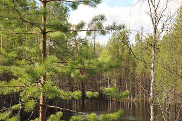 Coniferous trees, pines, deciduous trees, green plants in summer afternoon in Siberia, Russia