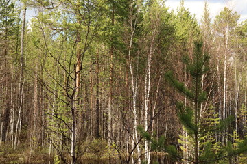 Coniferous trees, pines, deciduous trees, green plants in summer afternoon in Siberia, Russia