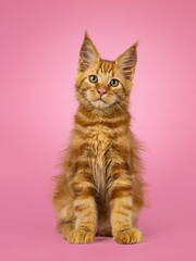 Adorable red Maine Coon cat kitten, sitting up facing front. Looking towards camera. Isolated on a pink background.