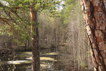 Coniferous trees, pines, deciduous trees, green plants in summer afternoon in Siberia, Russia
