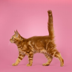 Adorable red Maine Coon cat kitten, walking side ways with tail fierce up. Looking side ways away from camera. Isolated on a pink background. © Nynke