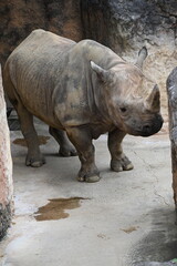 Fototapeta premium 動物園の岩の間で佇むサイ