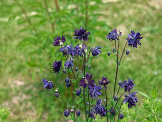 small purple flowers in the garden