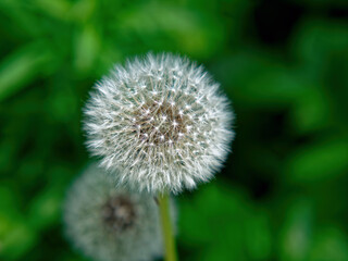 Dandelion in the garden close-up