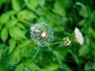 Dandelion in the garden close-up